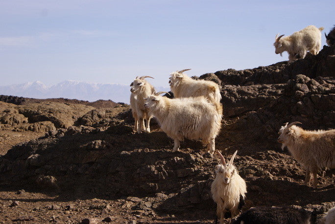 what is a cashmere goat